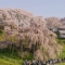 今年の見ごろは4月20日前後か？三春の滝桜