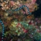 海水浴シーズン真っ盛り、海の危険生物について Vol.7 ～ウミヘビ編～