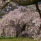 今週末見ごろか、三春滝桜♪