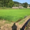 今年もよい米ができますように♡小久の米作りの現場