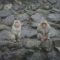 お猿の国の猿社会（小豆島）【旅レポ】