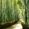 京都嵐山の観光名所　Part.1 野宮神社①
