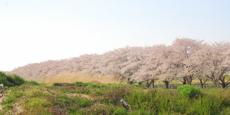 岩手県下某所の桜