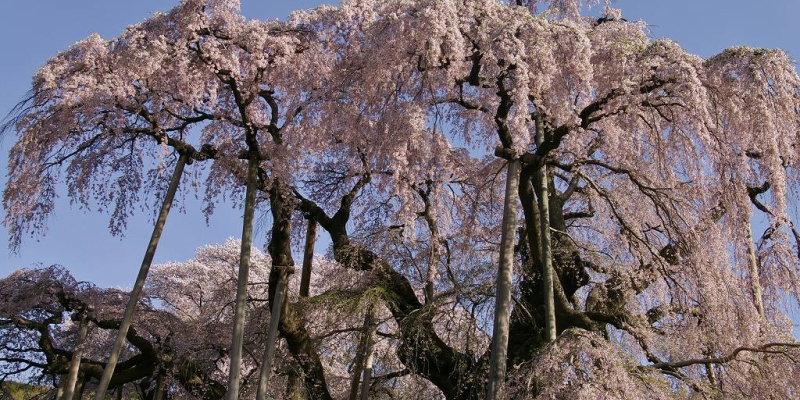 【東北の名所】日本三大桜「三春の滝桜」