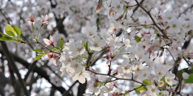 【2016年春のさくら】かつての陸軍病院に咲く桜【函南町】