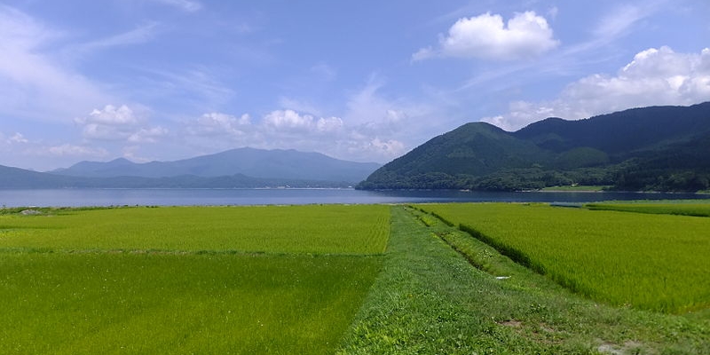 知られざる水田が持つ役割