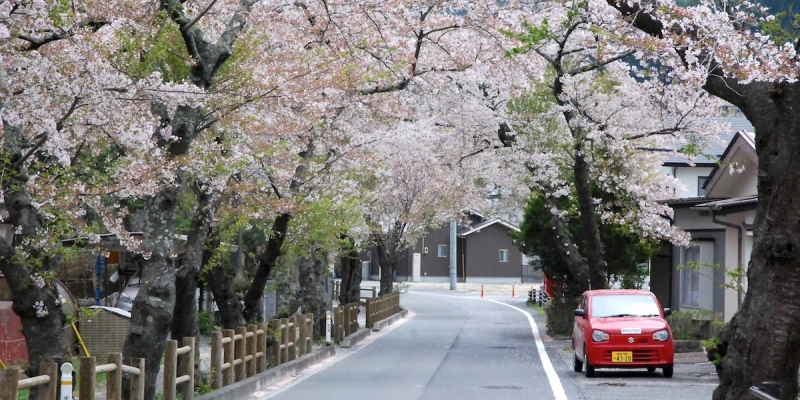 天皇陛下より1歳年下の桜並木