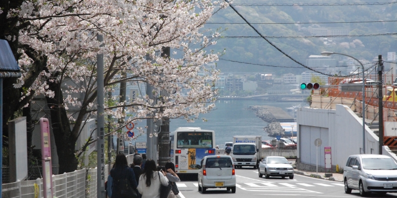 【2016年春のさくら】元気が飛び出す熱海の桜