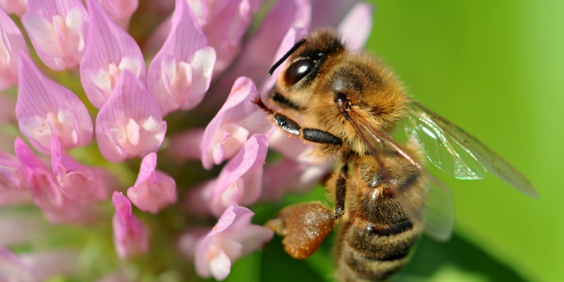 ミツバチ絶滅危機で人類も危機！？～ネオニコチノイド系農薬の危険性～