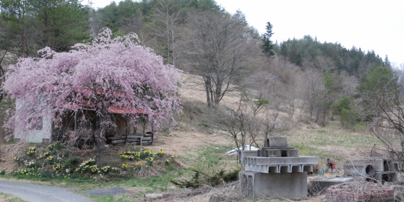 飯舘村は桜の花盛り