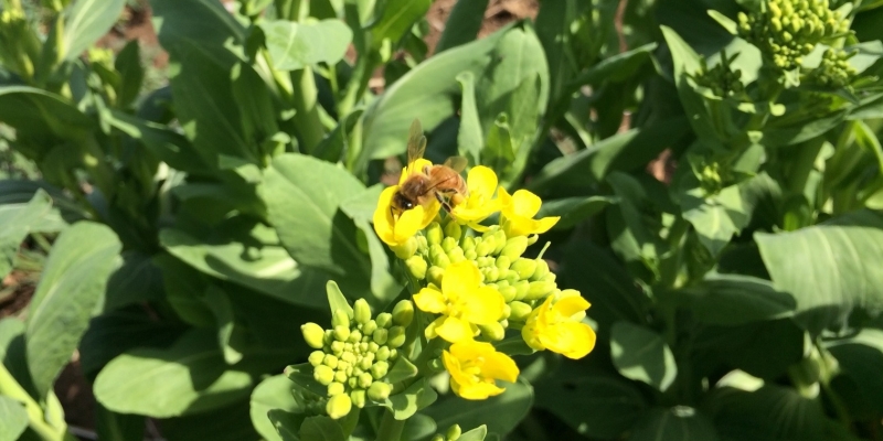発見・今日の一枚「花とミツバチ」