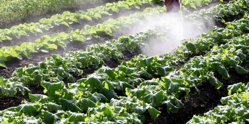 化学肥料と農薬が生態系に及ぼす影響