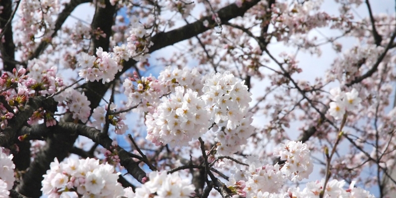 桜咲く春の吹雪