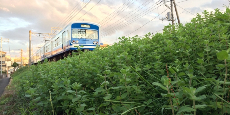 線路のそばのミントの丘