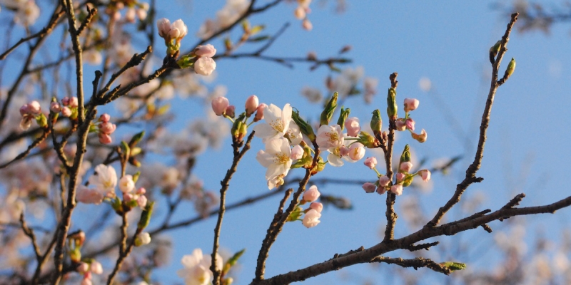 遠野 猿ヶ石川に咲く桜
