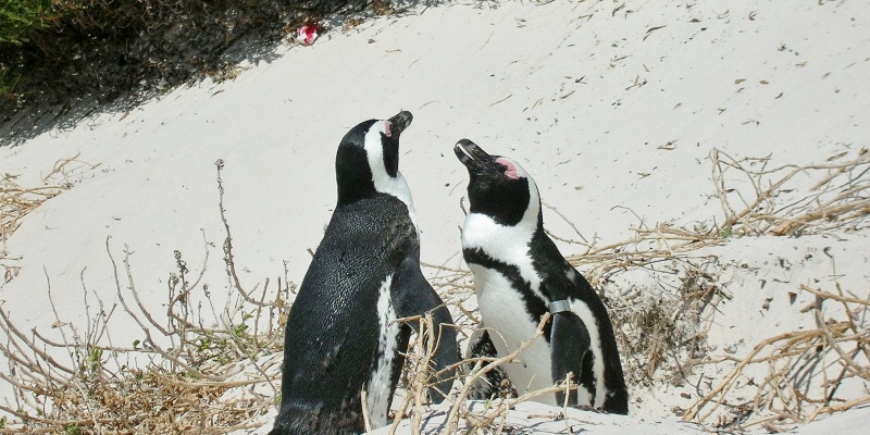 アフリカ上陸第一歩。最初に出会った動物とは？