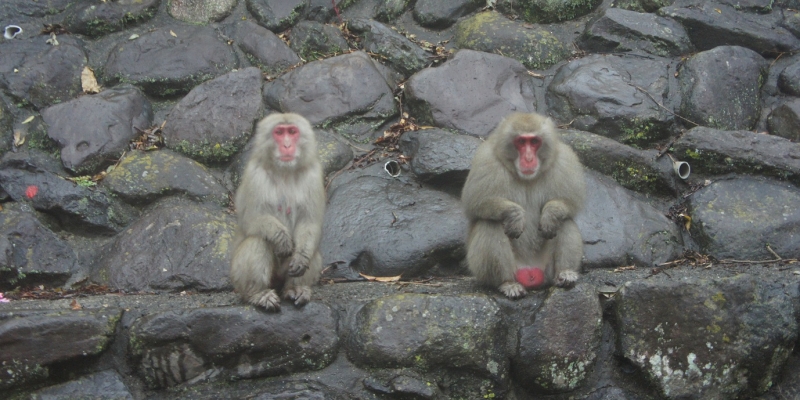 お猿の国の猿社会（小豆島）【旅レポ】