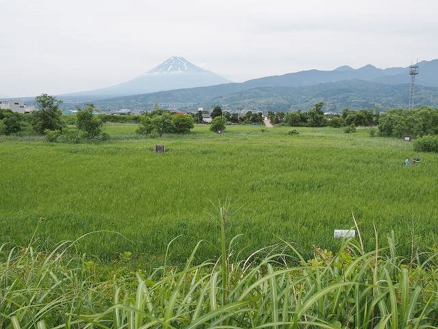 浮島ヶ原自然公園。背後には富士山が見えます