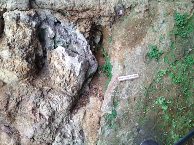丹那断層。中央のタグが付いている場所が1930年の北伊豆地震で動いた断層面。左側の岩盤が割れたり、土になったりしているのがわかる。