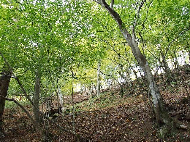 天城峠付近は紅葉にはまだ少し早かったのですが、緑の森に安らぎを感じました