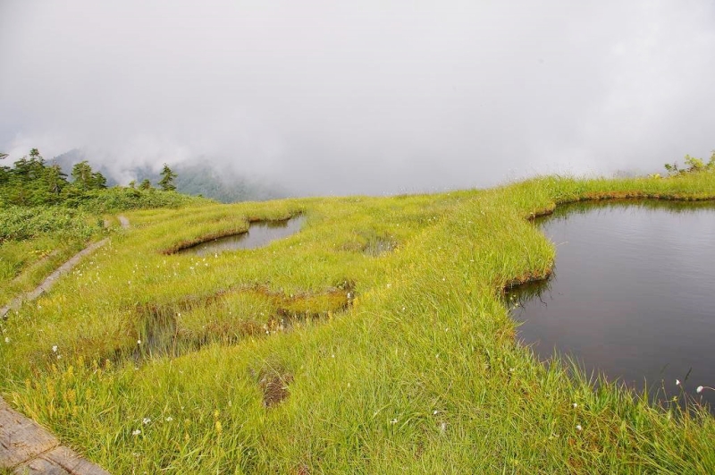 中門岳に行く途中の湿原には、いくつもの池塘がある。