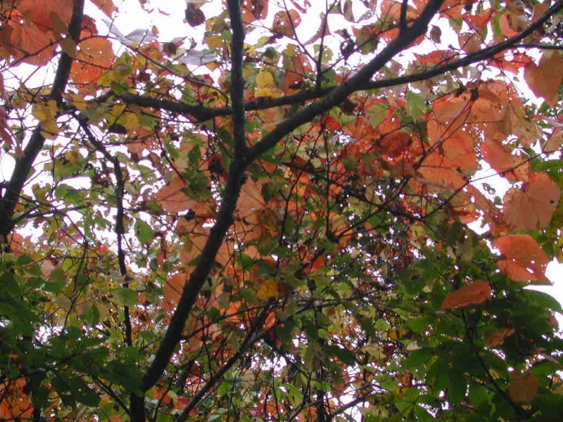 モミジなナナカマドの深紅の紅葉、ブナの黄葉もいいけれど、カメノキとかそこいら辺の木々の葉が色づいているのも美しい