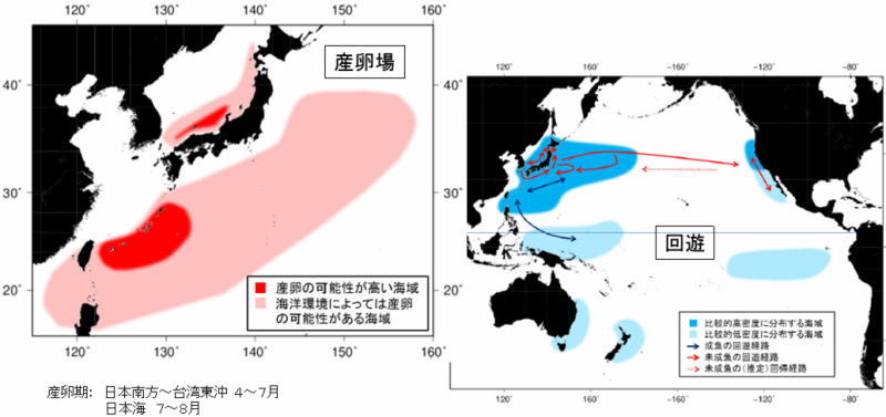太平洋クロマグロの分布・生態 | 水産庁