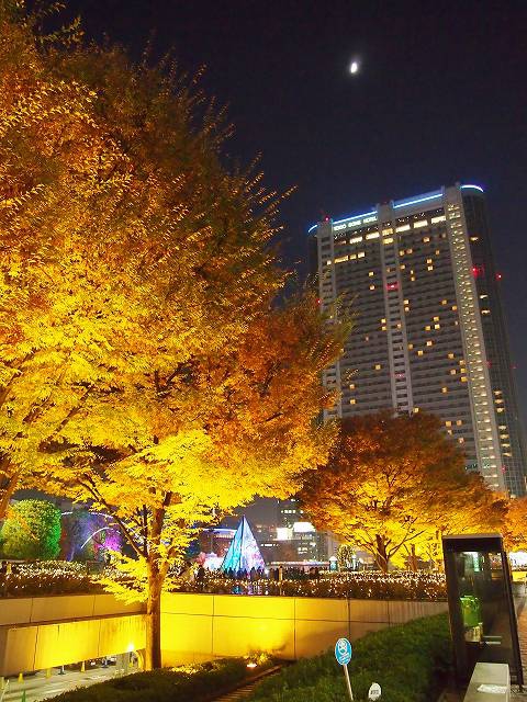 東京ドーム横に植えられている樹木のライトアップ