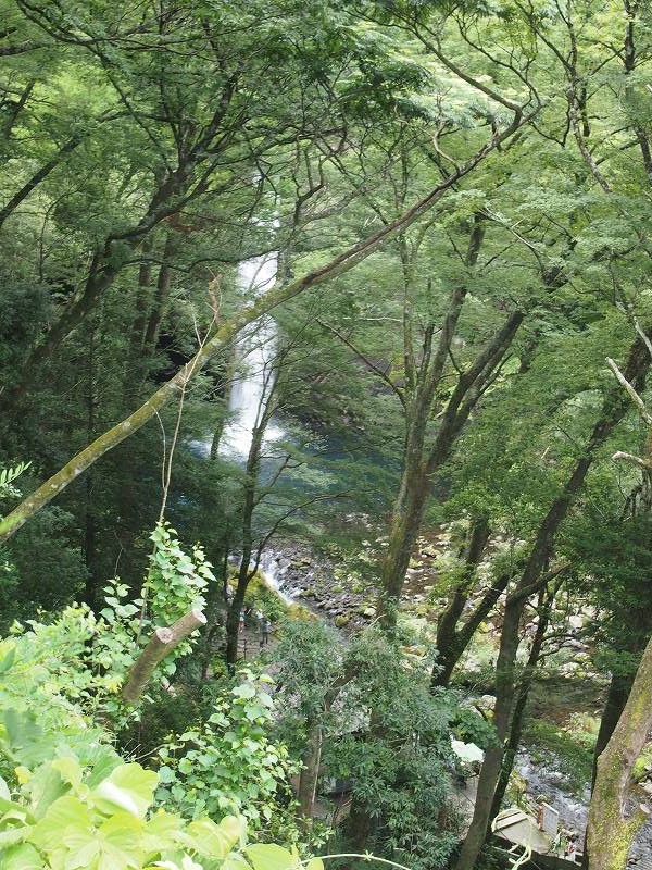 歩道入口近くの木々の間から浄蓮の滝が見える