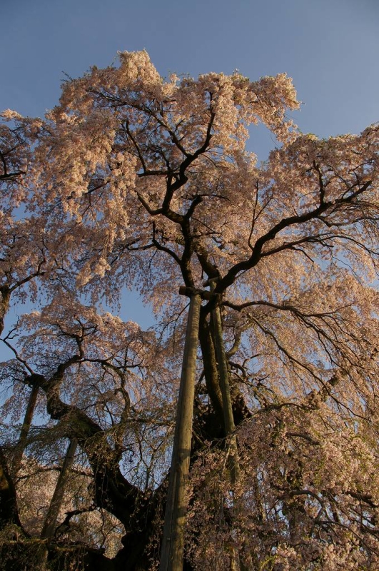朝日を受ける三春の滝桜