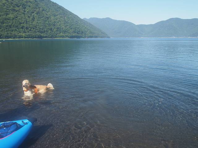 美しい本栖湖に犬も大喜び？