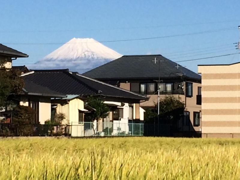 実る稲穂と白い富士