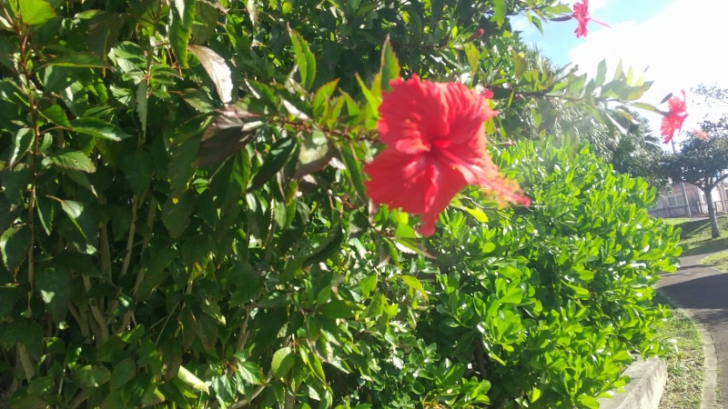 開花期を過ぎても、園内の所々で咲き誇っていた赤いハイビスカス。「勇敢」が花言葉