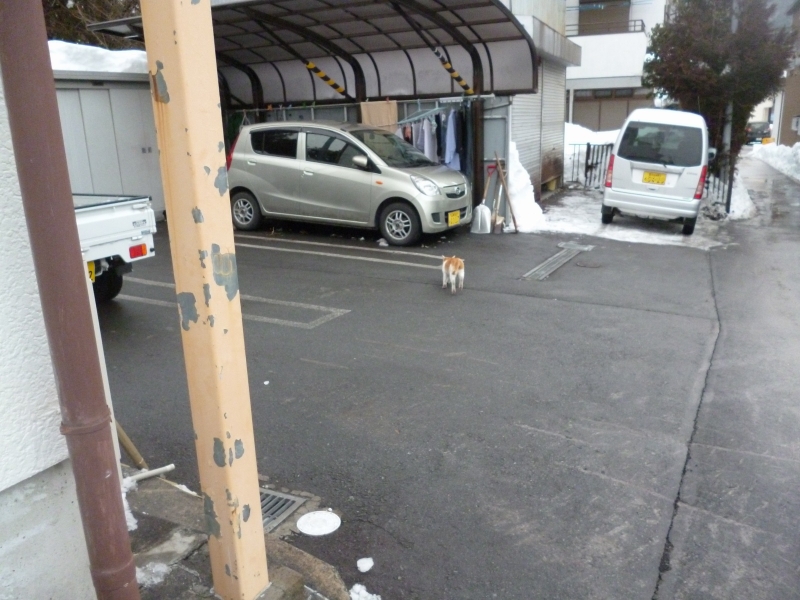 何気ない駐車場だが、みんなで除雪した場所に、もう車が駐っている！ 猫まで歩いている！