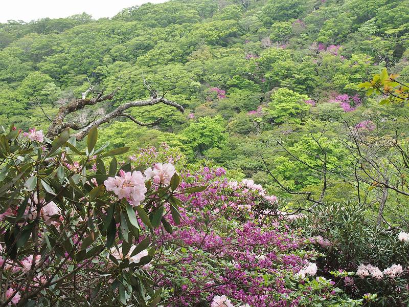 山の斜面に淡いツツジの花が咲いている