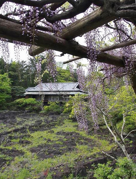 藤の花の奥に見える建物は楽寿館。小松宮彰仁親王の別邸だった建物です