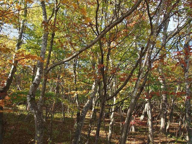 森は前の週よりも紅葉がすすんでいました♪