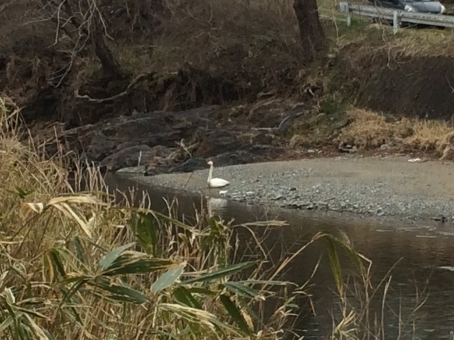 4月8日、河原で植樹が行われた日、川の上流で見かけた白鳥
