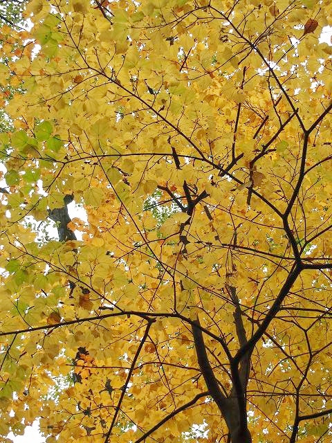 姥子駅～大涌谷駅間が紅葉を迎えており、木々が赤や黄に色づいていた