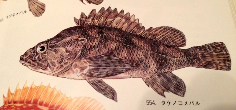 原色日本海水魚類図鑑（保育社）より。ムラソイと近縁というタケノコメバルの画像