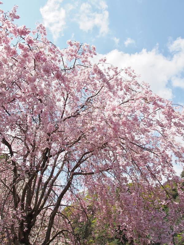 下道灌濠に咲いていた、しだれ桜。