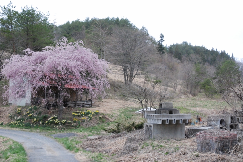 柳沢峠の少し下に咲く枝垂桜のうす紅色