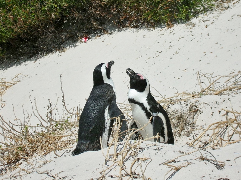 世界一周の旅 アフリカ編 Vol 19 南アフリカのビーチにいた意外な動物 By Skenji Potaru ぽたる