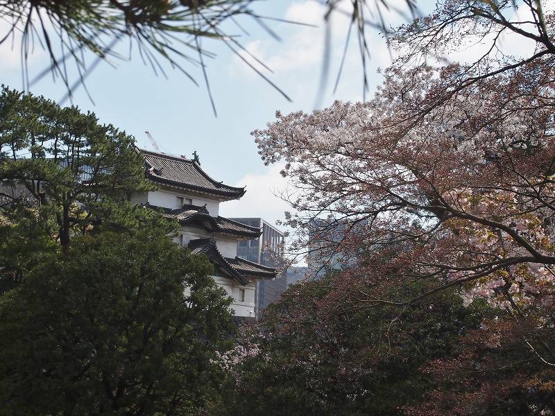 桜の花の奥に富士見櫓が見えます。