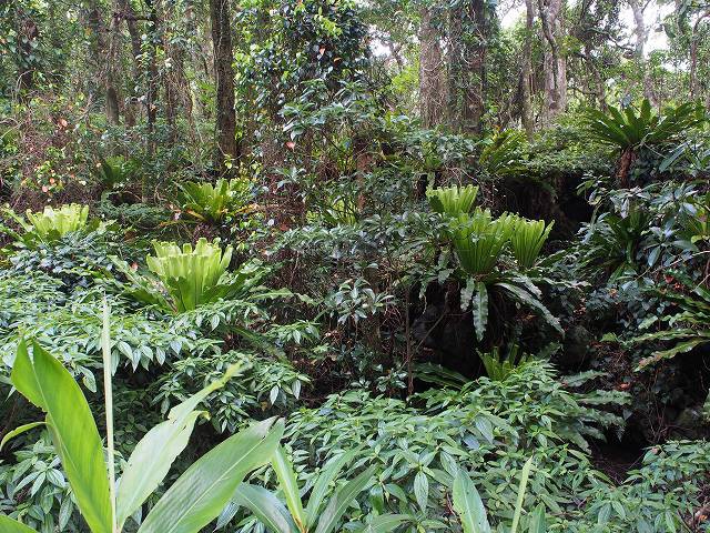 オオタニワタリなど、亜熱帯の植物が生い茂る