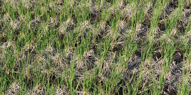 稲刈り後の田んぼ。わらが散乱する中、刈り取られた株から「ひこばえ」と呼ばれる緑の稲が伸びている。耕作前にわらや株を除去するか、田んぼにすき込むかの判断もこれからの課題だ