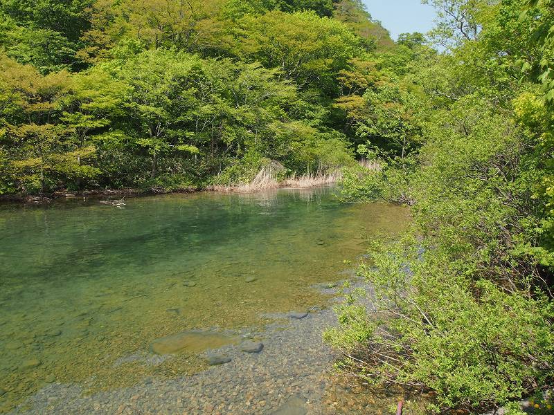 子ノ口付近の渓流