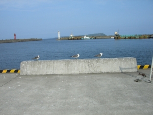 海鳥の島・天売島。タイミングが良ければ海鳥の乱舞が見られる。圧巻！