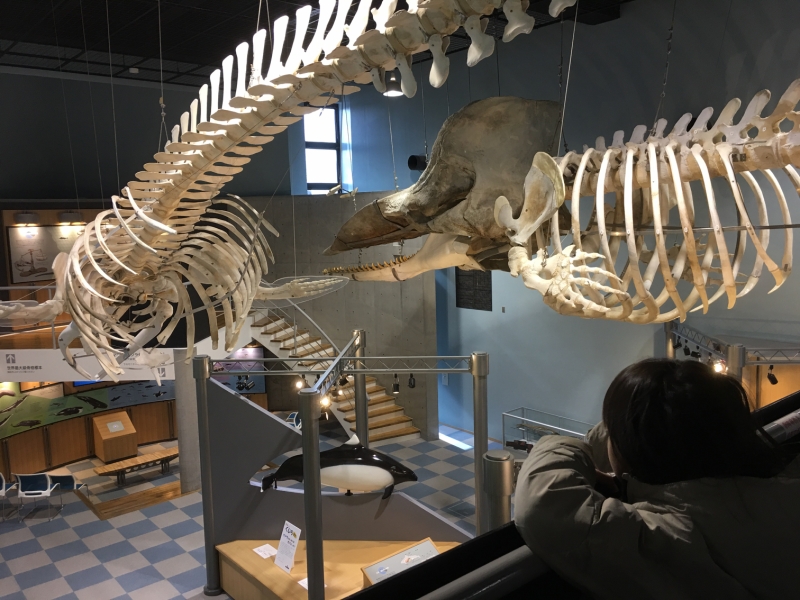 マッコウクジラとミンククジラの標本