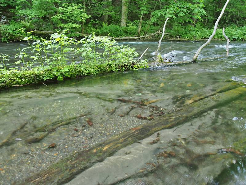 透き通るような渓流の水。